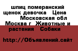 шпиц померанский щенок девочка › Цена ­ 15 000 - Московская обл., Москва г. Животные и растения » Собаки   